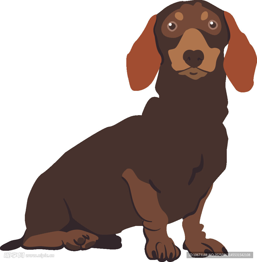 坐着的可爱腊肠犬