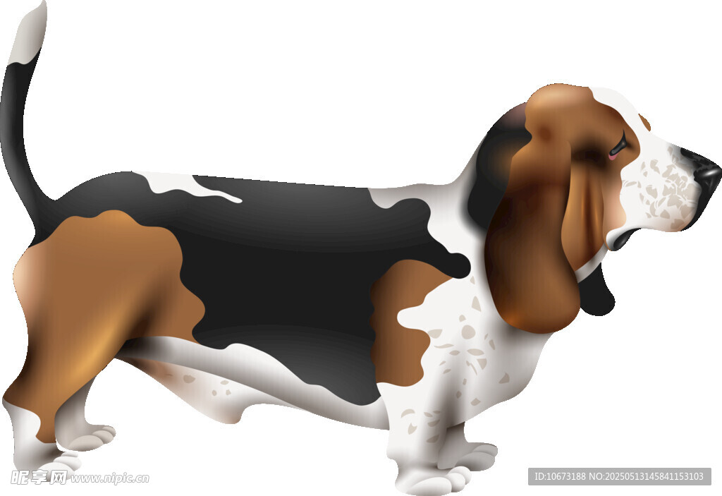 可爱三色猎犬插画形象