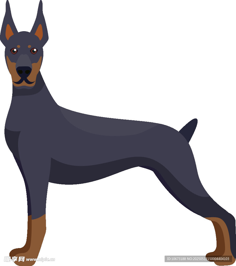 站立的杜宾犬插画