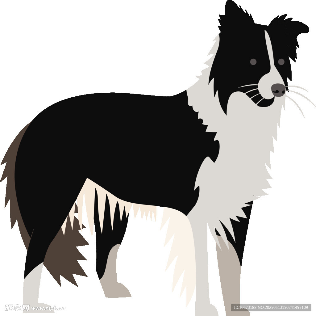 黑白边牧犬插画形象