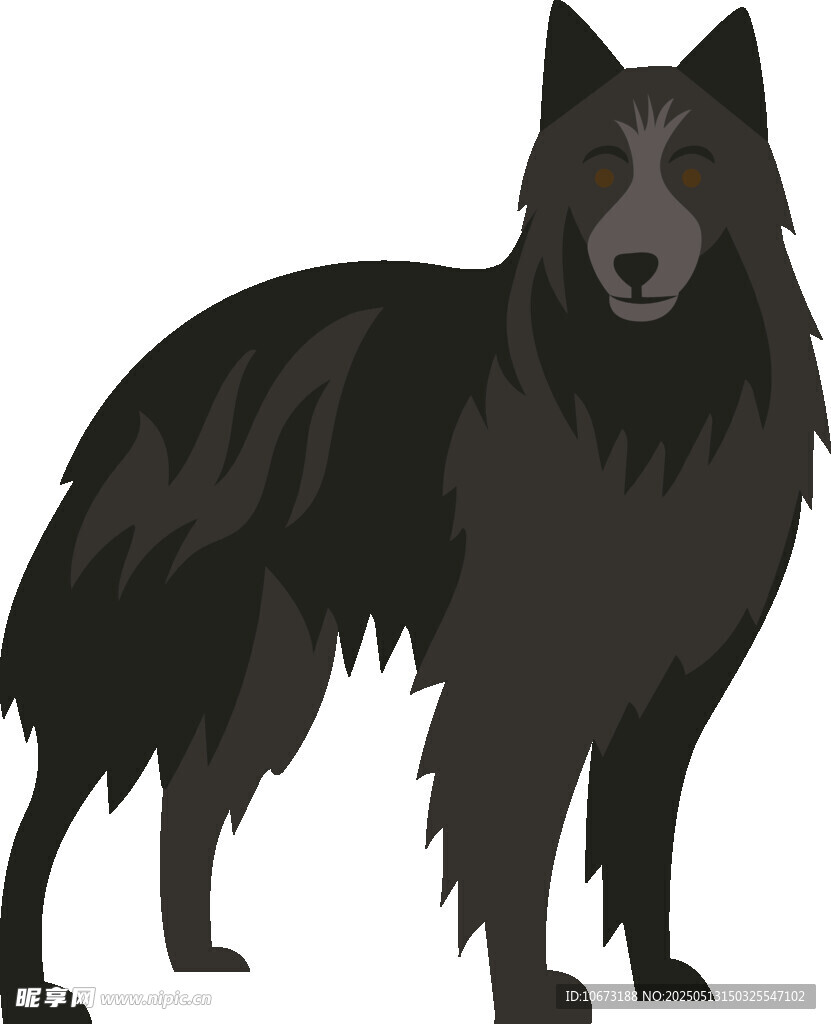 站立的黑色长毛犬