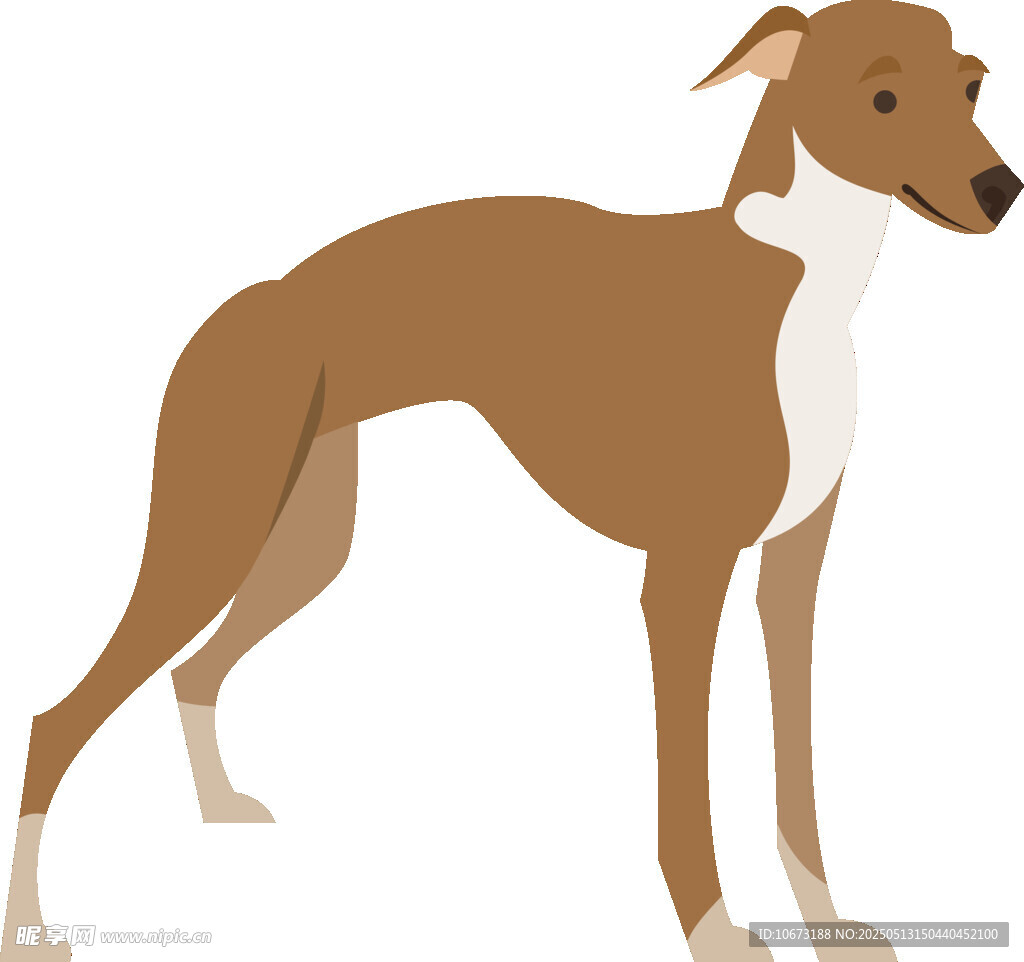 站立的棕白相间灵缇犬