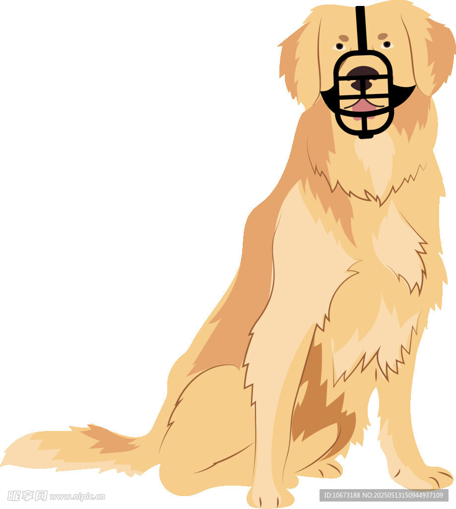 戴嘴套的金毛犬