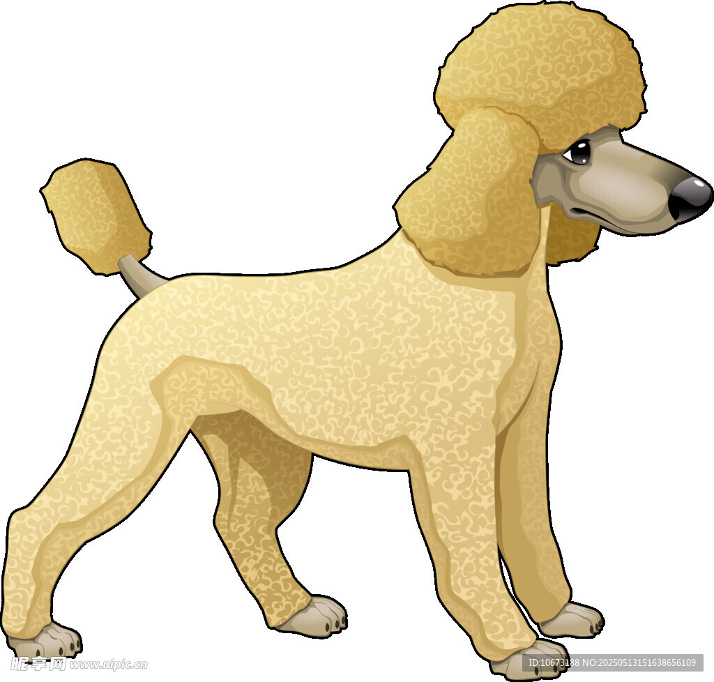 可爱贵宾犬插画形象