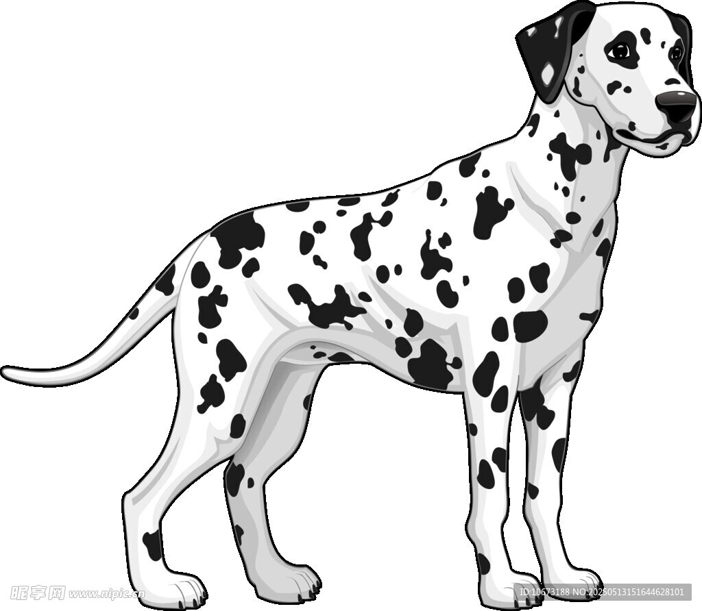 斑点狗插画