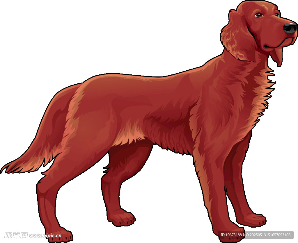 站立的红棕色猎犬