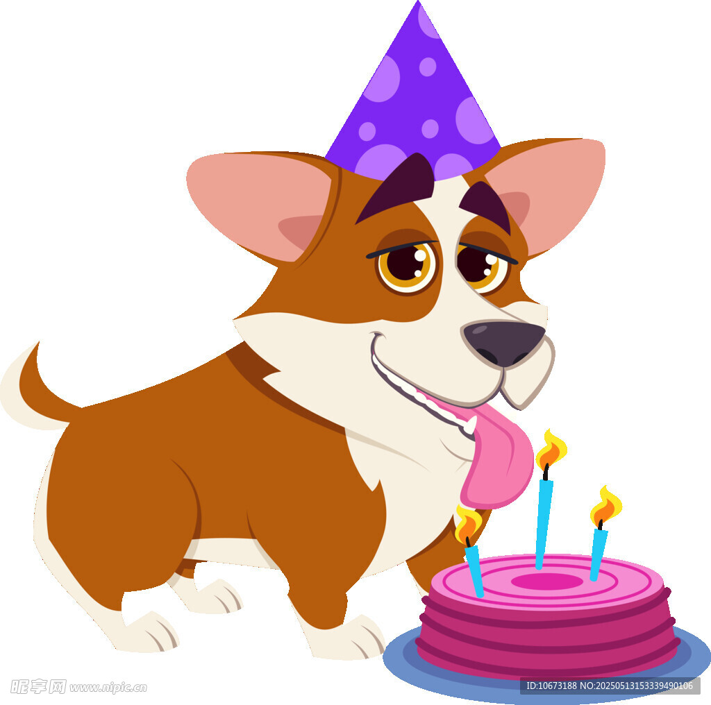 戴帽柯基庆祝生日