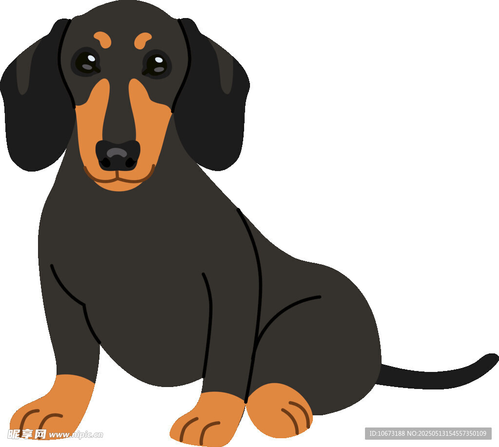 坐着的黑棕腊肠犬
