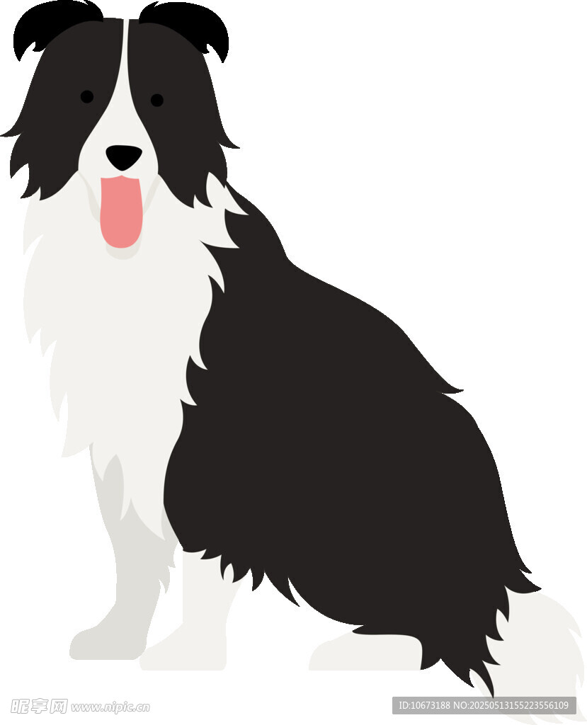 坐着的黑白边牧犬