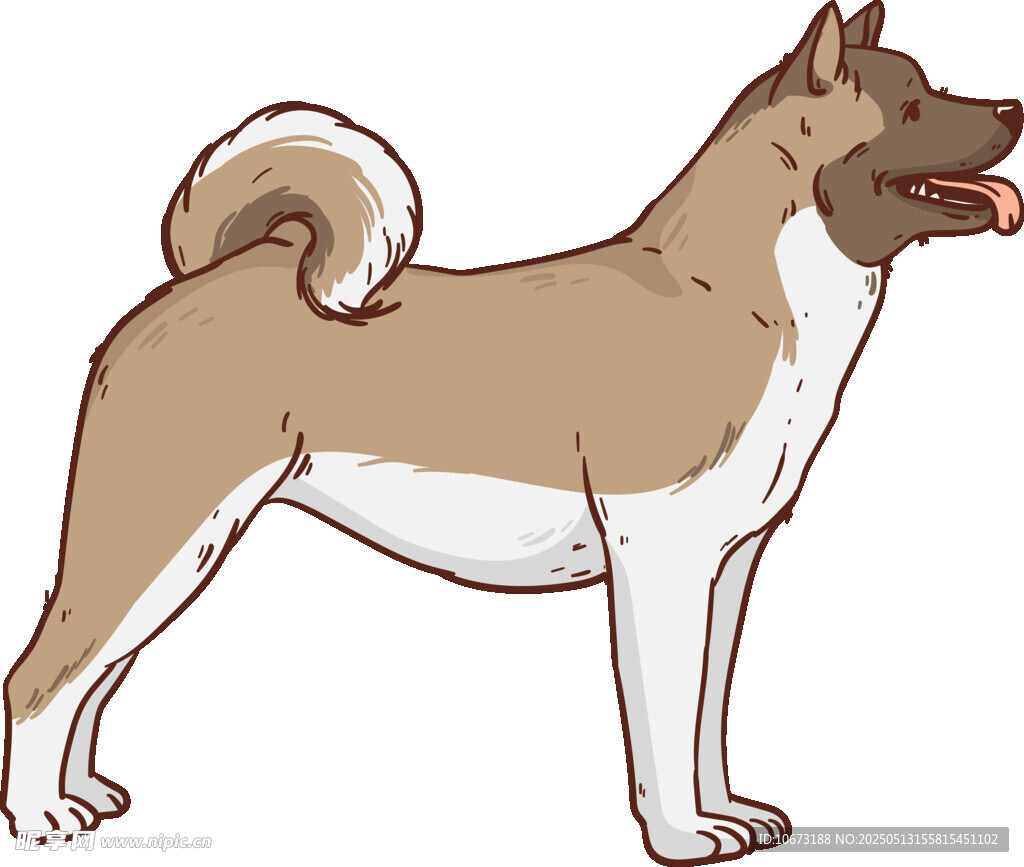 站立的可爱秋田犬