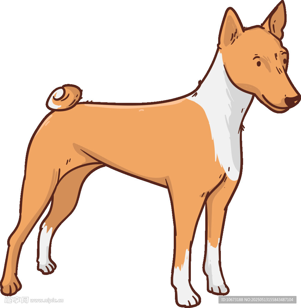 站立的棕白相间的巴辛吉犬
