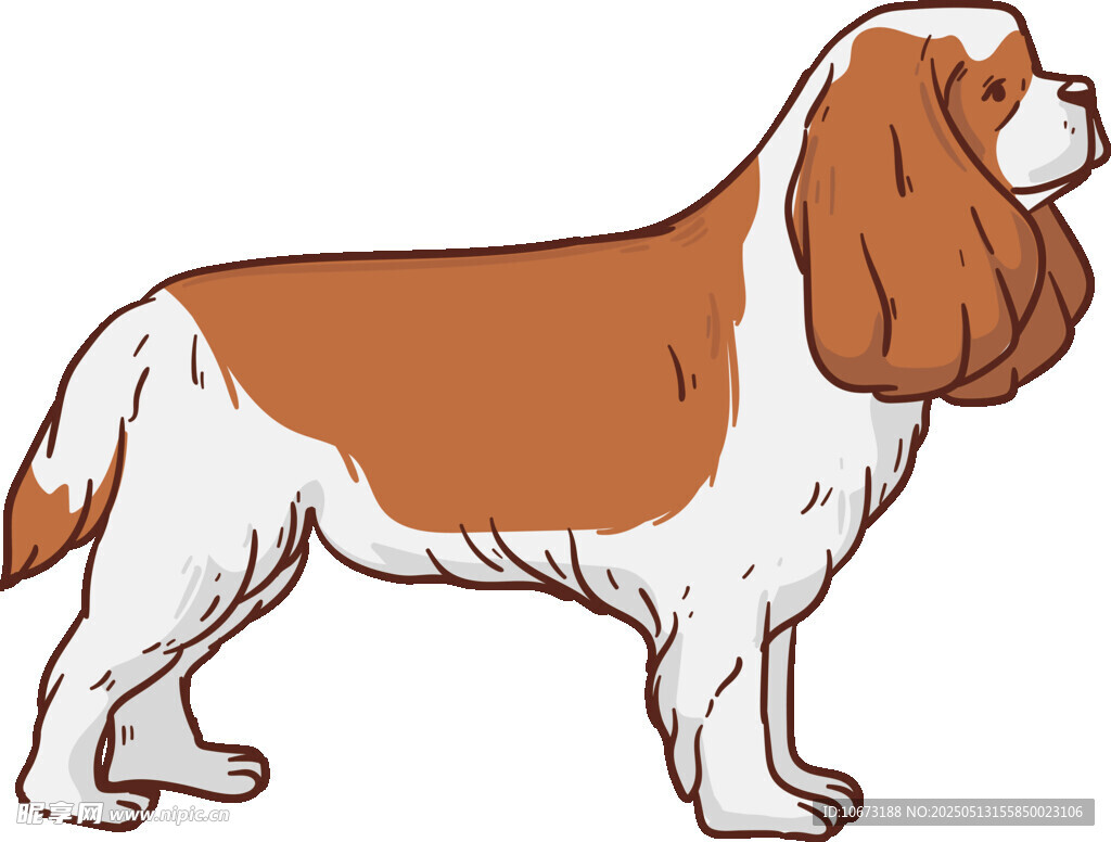 站立的棕白相间猎犬