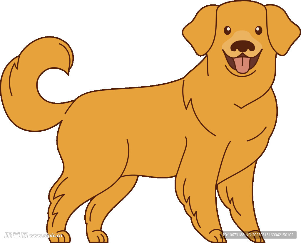 站立的可爱金毛犬