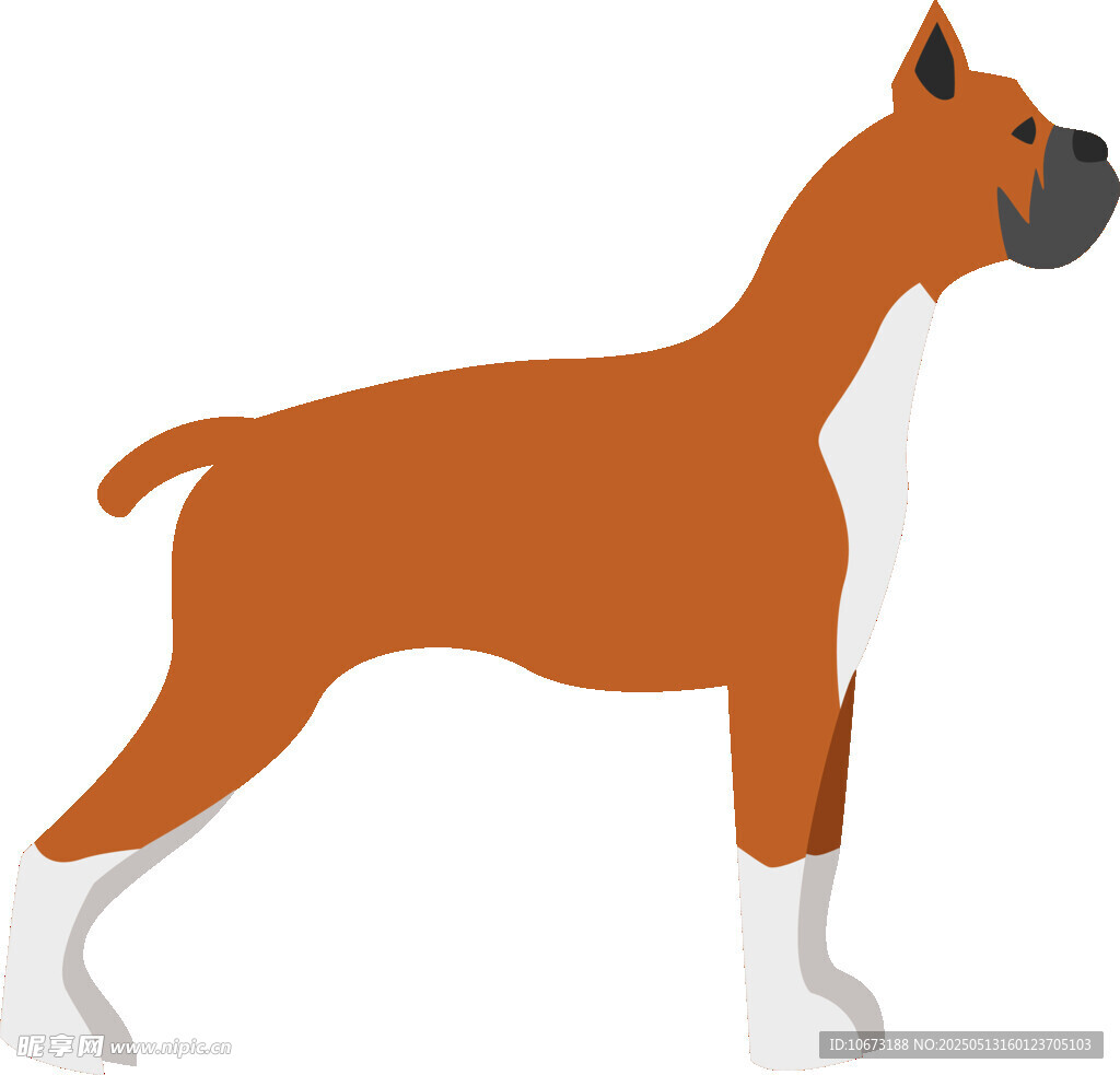 站立的棕白相间拳击犬