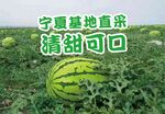 宁夏硒砂瓜