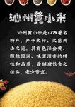 沁州黄小米