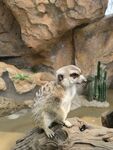 岩石上的狐獴