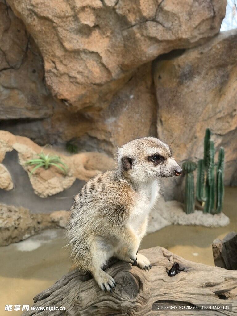 岩石上的狐獴