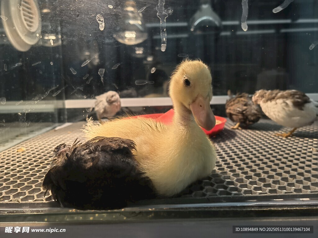 可爱小鸭躺卧金属网格上