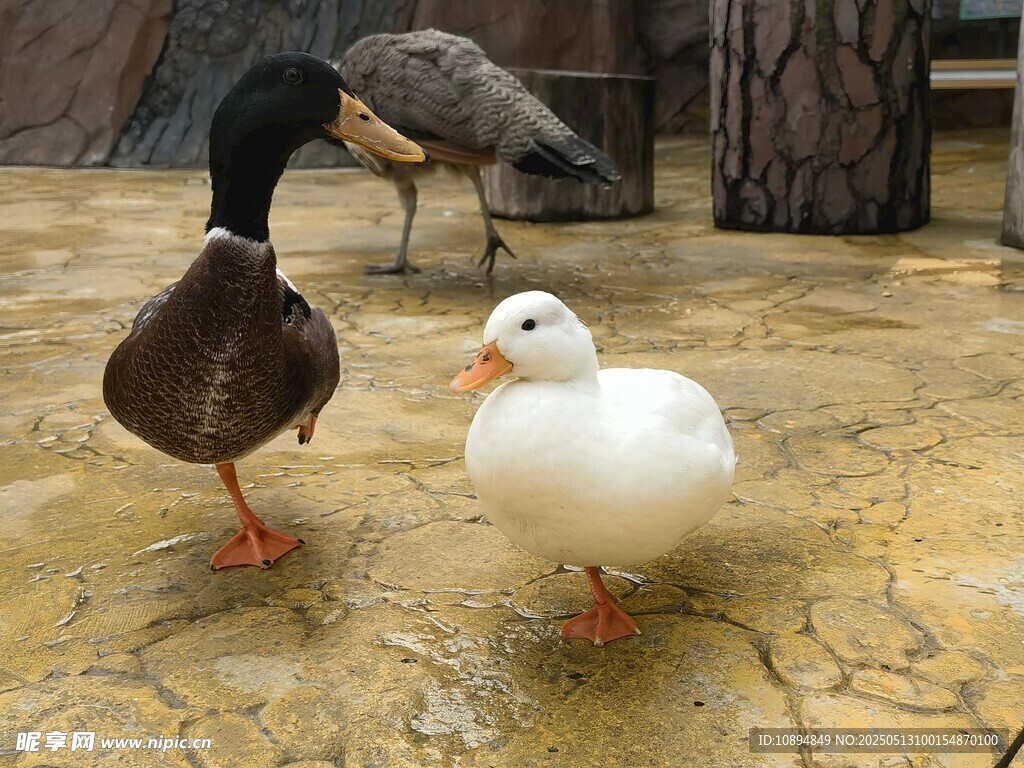 可爱的柯尔鸭和鸭