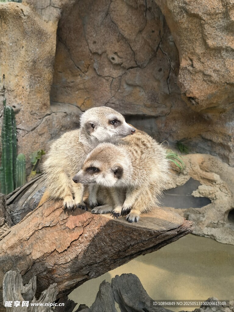 两只狐獴趴于木头上