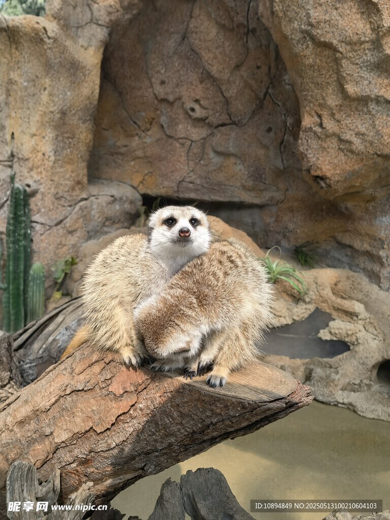 狐獴眺望