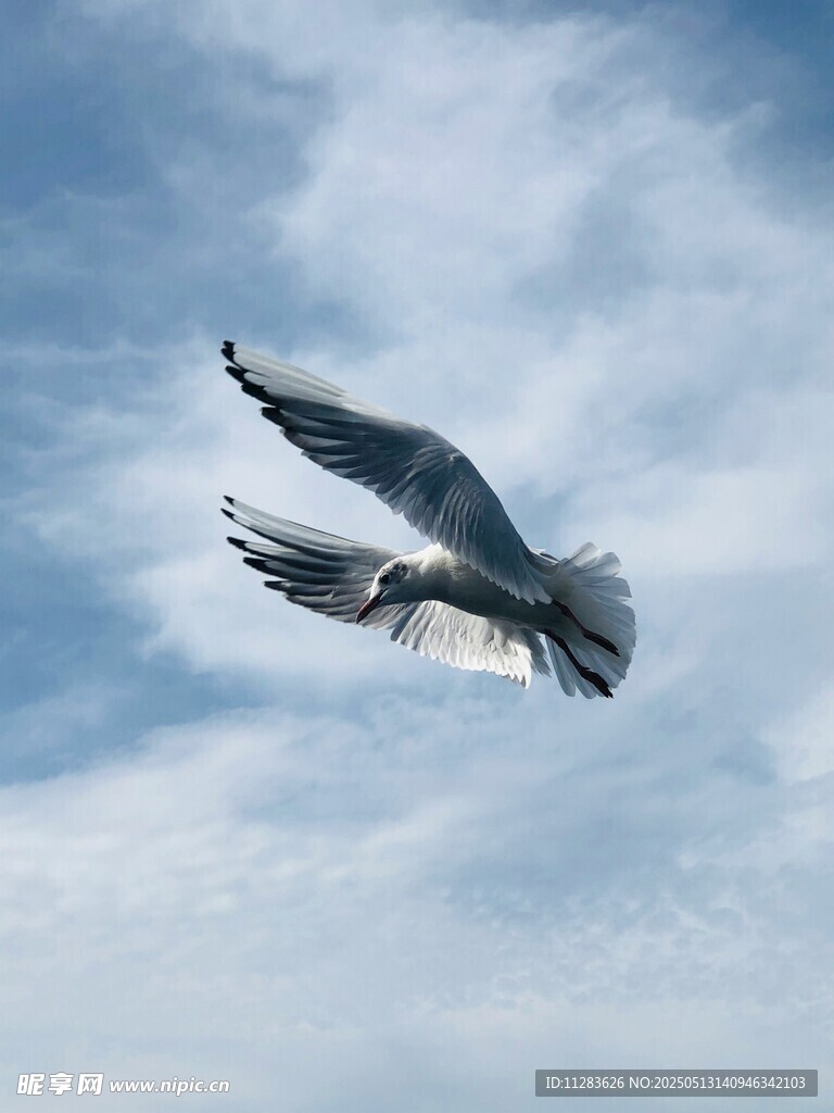 翱翔天际的海鸥