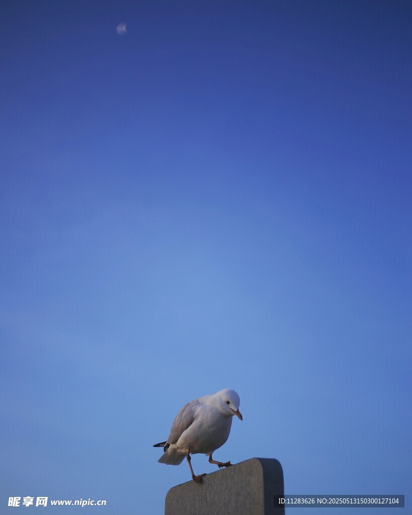 蓝天鸽子