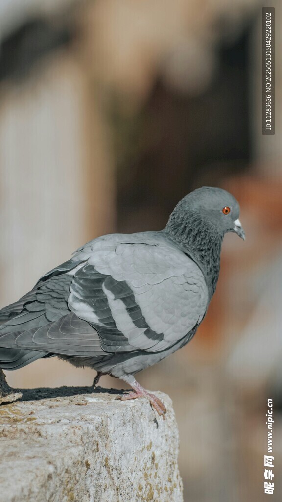 石上灰鸽