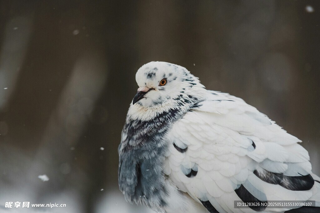 雪中白鸽