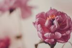 芍药