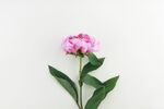 芍药