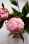 芍药