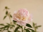 芍药