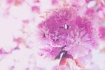 芍药