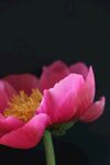 芍药花