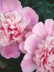 芍药