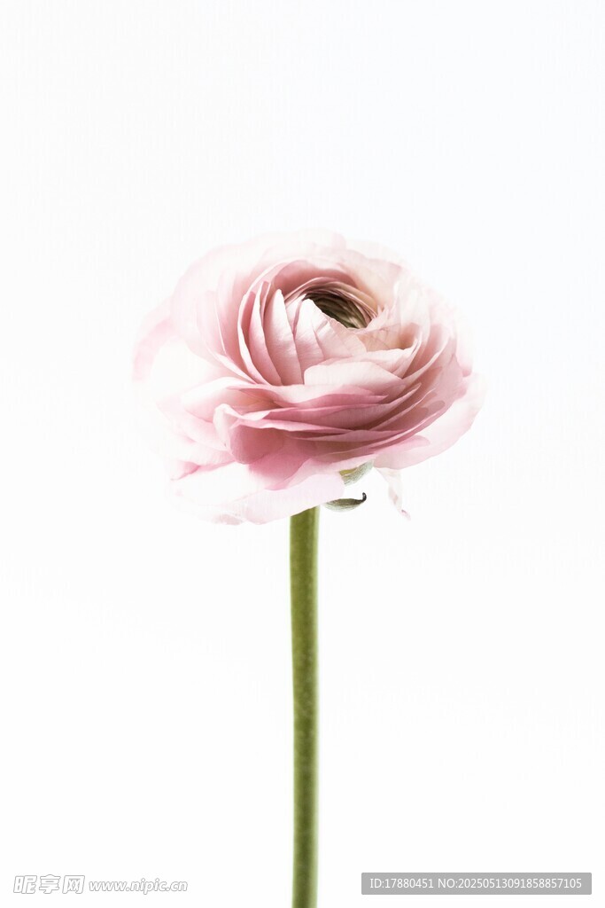 毛茛花