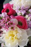 花毛茛