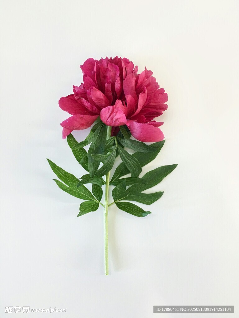 牡丹