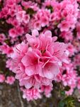 芍药