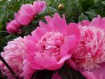 芍药