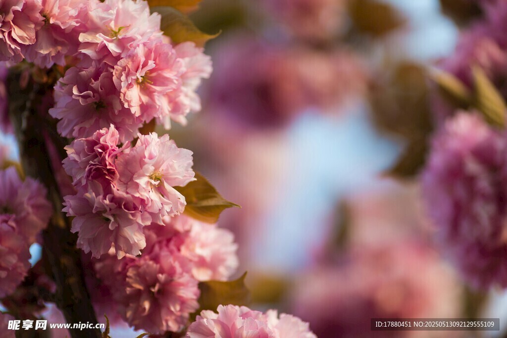 樱花