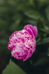 牡丹花
