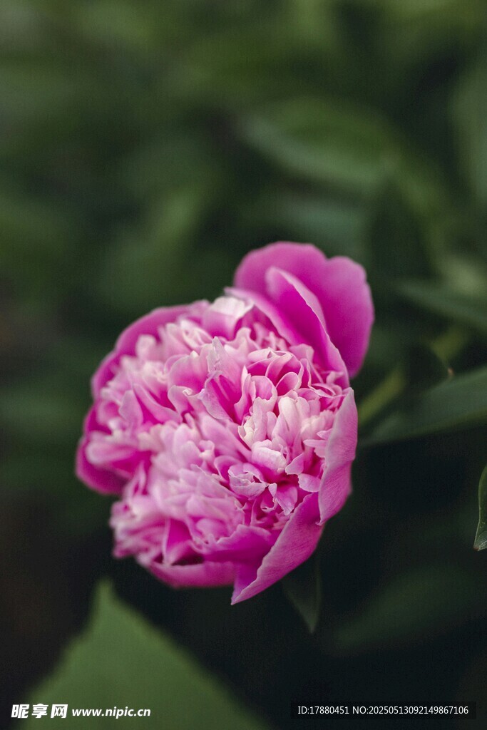 牡丹花
