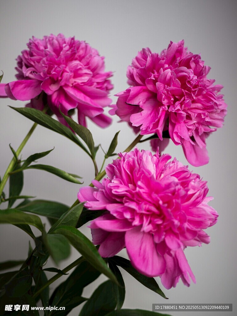 芍药