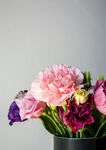 芍药