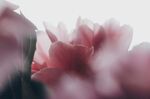 芍药