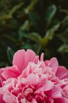 芍药