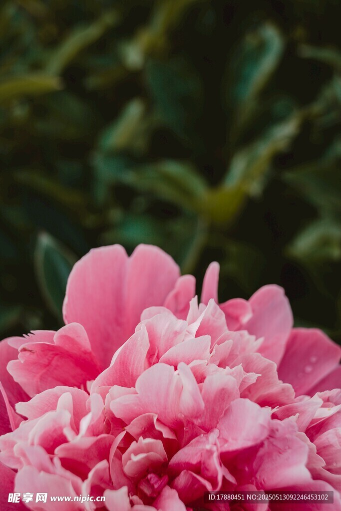 芍药